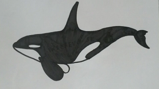 Como desenhar a "free willy" baleia orca passo a passo !!!