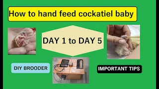 How to hand feed cockatiel baby from Day 1 to Day 5 (2021) | Hand feeding series