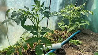 Перше пасинкування томатів після висаджування розсади. Мій досвід .