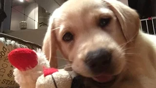 How to get your labrador puppy to stop biting - Bite Inhibition training