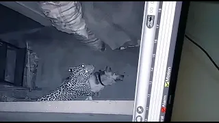 Leopard attacks on dog😢😨 Leopard in Lohaghat 😢--Shocking video