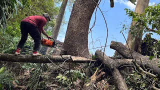 Standing on a log... A difficult location to cut down and evacuate.