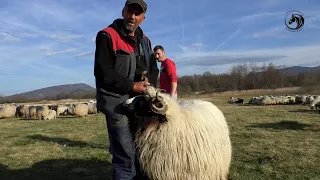 -VLAŠIĆKOM ČOBANU ZIKI VUKOVI 8. OVACA UDAVILI NA PLANINI -