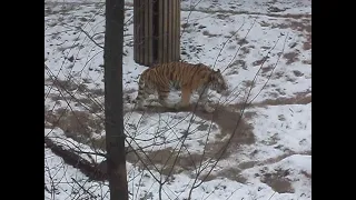 Зимняя тропа амурского тигра.