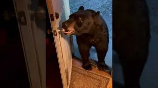 Black Bear Closing Door Likes to Fool Around || ViralHog