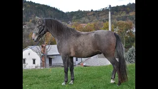 205 PLUTO CAPRA XXVII / Lipizzaner horses
