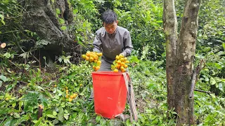 FULL VIDEO: 135 Days Harvesting 100-year-old Forest Tangerines and Bringing Them to The Market Sell