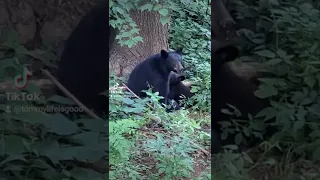 Black Bear nursing her cub behind the cabin