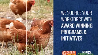 Agri Labour Australia Poultry Industry