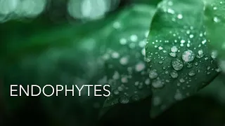 ENDOPHYTES | Significance | Applications | MSc Microbiology | Dissertation topic