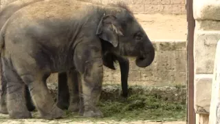 Asiatische Elefanten im Zoo Hannover