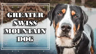 Greater Swiss Mountain Dog - one of four Sennenhund