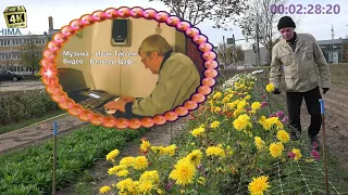 Музыка- Иван Тиссен. Video - UHD. 4K. Walter Zaft.  Chrysanthemen - Хризантемы.