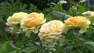 Прекрасные жёлтые розы