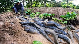 amazing fishing! a fisherman skill catch fish a lot on waterway when flood water catch by hand