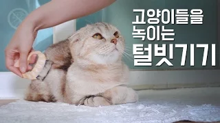 How to brush your cat, so that they just melt.[SURI&NOEL]