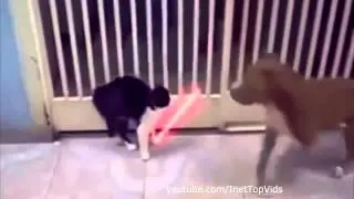 Смешные кошки  Выпуск #1   Funny Cats Compilation #1