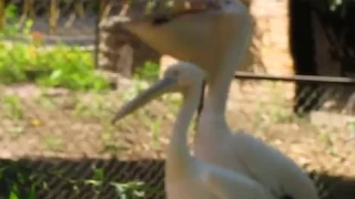 pelican eats pigeon 2008