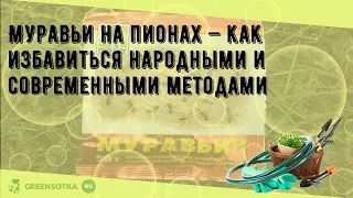 Муравьи на пионах — как избавиться народными и современными методами