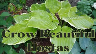 The Secret of Growing Gorgeus HOSTAS ! 🍃  Easy Tips ! 🍃🌿 How to Grow the Best HOSTA PLANTS