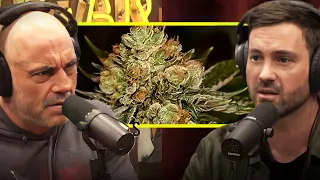 Joe Rogan: Hemp Is An Alien Plant