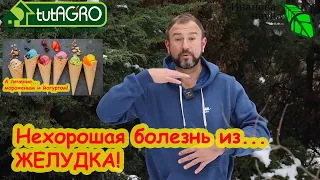 ЭТА БОЛЕЗНЬ ИДЁТ ИЗ ЖЕЛУДКА. Витамин U: не спешите глотать таблетки! Желудок лечится едой!