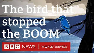 A kingfisher helped reshape Japan's bullet train - BBC World Service, 30 Animals podcast