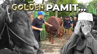 SEDIH BANGET GOLDEN SAMPE NUNDUK BERPAMITAN SAMA PAK HAJI ACENG 😭