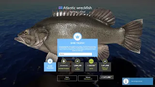 Russian Fishing 4. Rare trophy Atlantic wreckfish. Norwegian Sea