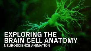 Anatomy of a Brain Cell - Medical Animation