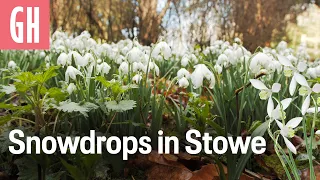 Snowdrops at Stowe | Good Housekeeping UK