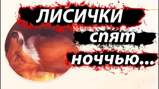 Лисички домашние Лили и Мики - спят НОЧЬЮ!?)  / MIKI THE FOX