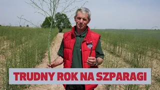 Uprawa szparaga w Polsce Tak źle jeszcze nie było!