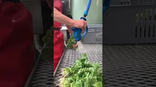 How we wash + bunch Coriander at Roebuck Farm