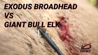 Exodus Broadhead vs Bull Elk! (Full pass through)