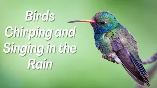 Relaxing Rain Sounds with Birds Chirping and Singing – Sleep Instantly with Rain Sounds