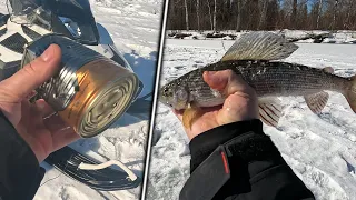 Рыбалка в Лучах Весеннего Солнца. Проверяем Банку Прикормки На Хариусе! @sibirskylov