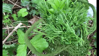 Harvesting edible plants in April and preparing a delicious Israeli herb salad