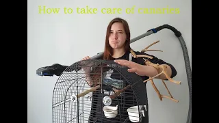 How to take care of canaries