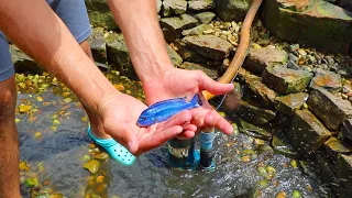 Saving Electric Blue Fish From Nasty Black Tar Water!!