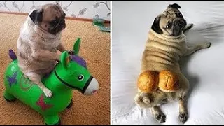 La Recopilación Más Divertida Y Linda De Videos De Perros Pug 2020 # 1