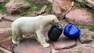 Eisbären im Tiergarten Nürnberg