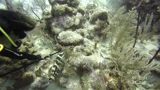 Jeff feeding grouper