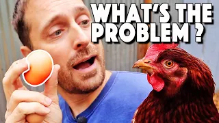 Calcium For Chickens | How, When, And Why To Give It To Them | Chicken Egg Shell Thin?