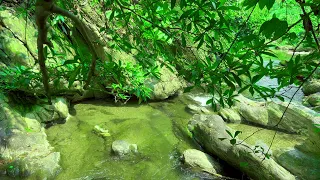 Clear Blue Stream Flowing in Deep Forest, Wild Birds Chirping, Sounds of Relaxation and Meditation