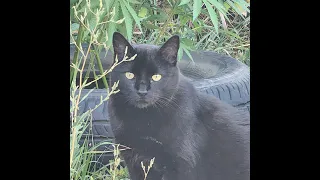 Booboos the 3 legged cat