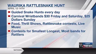 Waurika Rattlesnake Hunt in full swing this weekend