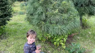 ¿Árbol Natural Vs Árbol Artificial? ¿Qué haremos?😱