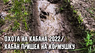 Охота на кабана 2022/Проверка кормушки/Кабан приходил