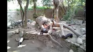 a romp of river otters - los angeles zoo